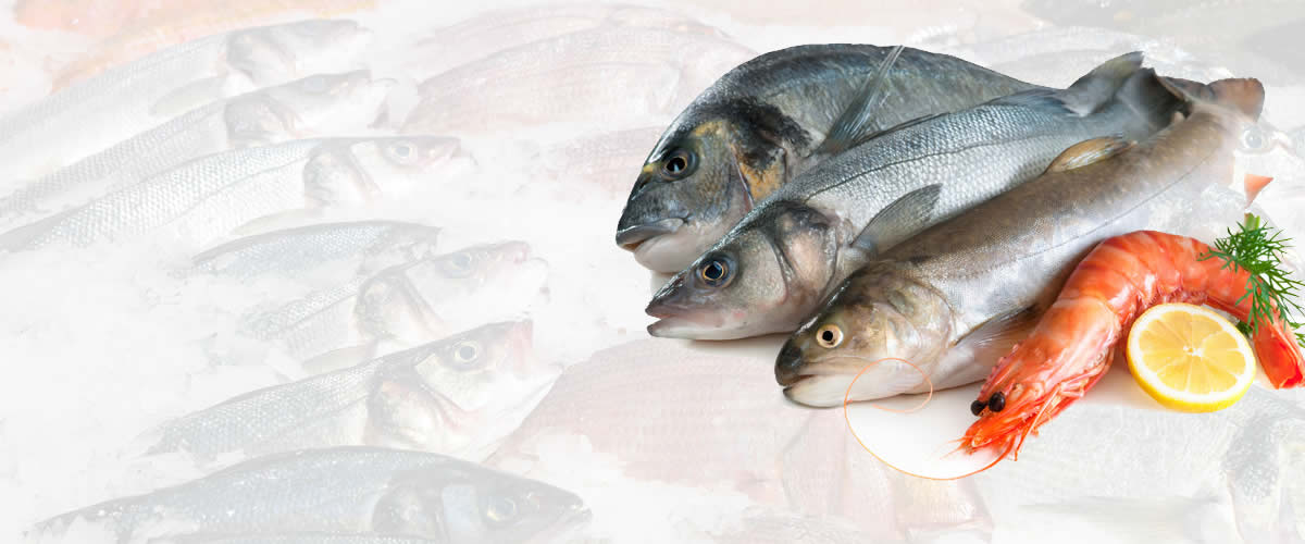 Fish Wholesale | Daily Stock