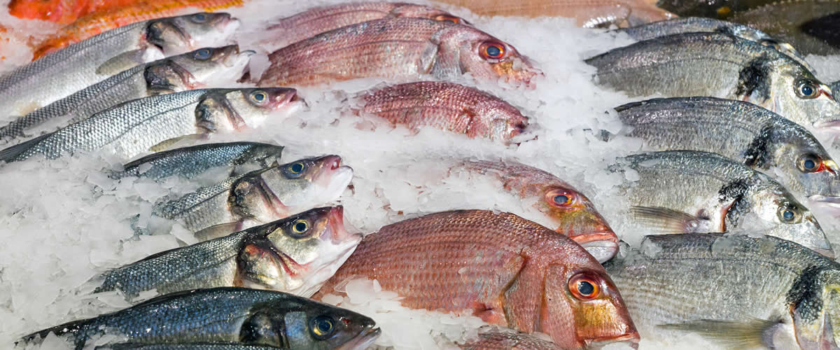 Freshest Quality Fish Ethically Caught!
